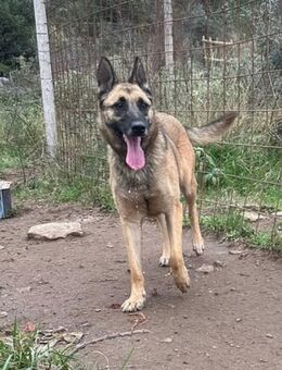 Nika Schäferhund-Power sucht dich! - Hamburg