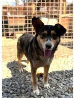 Leska - Pflegestelle oder Zuhause gesuch - Oberwies