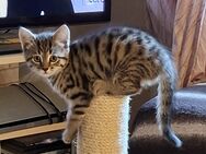 Süsse Katze abzugeben - Neu Wulmstorf