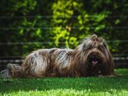 Tibet-Terrier Welpen Abgabebereit ,, von der Flöckchenoase " - Obernkirchen