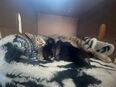 Kitten in 8053