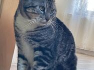 Bonzo, großer Schmuser sucht Einzelplatz # Tierschutz - Thalmässing