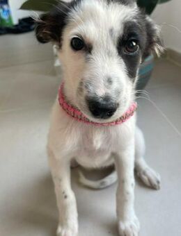 LARINA - liebes Welpenmädchen - Velbert