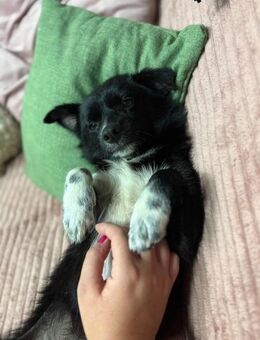 Casper - aufmerksam, klug, einfach lieb - Berlin