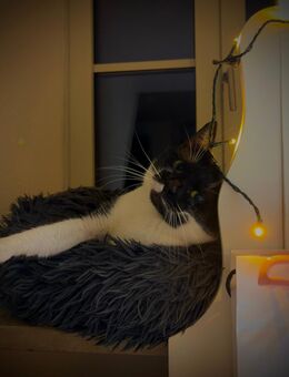 2 Katzen 1 Kater in Erfurt abzugeben - Erfurt