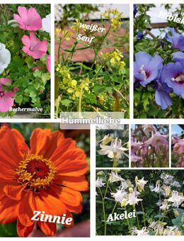 Viele verschiedene Blumensamen, einjährig und mehrjährig insektenfreundlich - Norderstedt