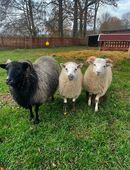 Kerry Hill Mix Lämmer in 07570