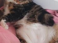 Kater sucht liebevolles Für immer Zuhause - Velten