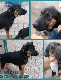 Aleksei Schäferhund Mischling Rüde - Margetshöchheim