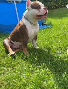 American Bully Rüde - Meschede (Kreis- und Hochschulstadt)