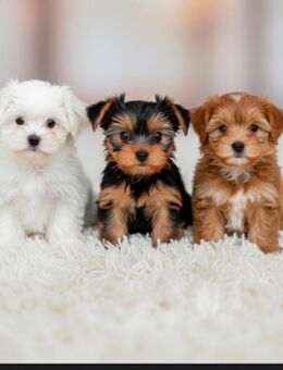 Welpenmädchen gesucht ✨ 24/7 Liebe und großer Garten warten - Erfurt