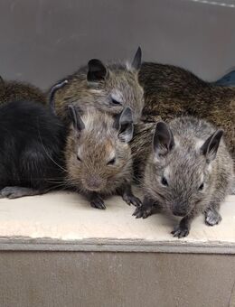Niedliche Degu Kids ,Buben,in agouti,braun-wildfarbend suchen einen Körnergeber! - Hille