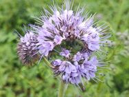 Phacelia Büschelschön Bienenfreund Büschelblume als Gründüngung Phaceliasamen Bodendüngung für bessere Erde Biene Insektenfreund heimisches Saatgut Geschenk SWR Treffpunkt Beitrag Blumenwiese - Pfedelbach