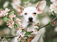 AMIRA - unser wunderschönes Hundekind - Neudenau