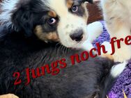 Aussie Junge in black tri - Greimersburg