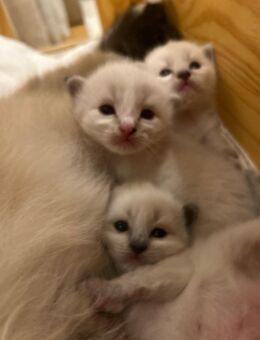 Heilige Birma Kitten - Kronach Zentrum