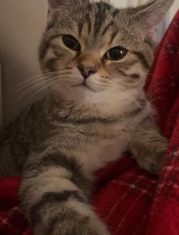 BKH Mix Kitten - Bielefeld