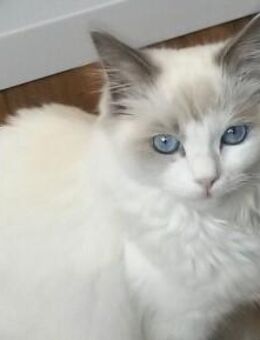 Neues Glück 🍀neuer Versuch für das Jahr 2026 das mich endlich die richtige anschreibt!🩷🩷✨ Bist du meine Mitreisende für ein gemeinsames Leben Ehe/Heirat?✨🩷🩷 - Dessau-Roßlau