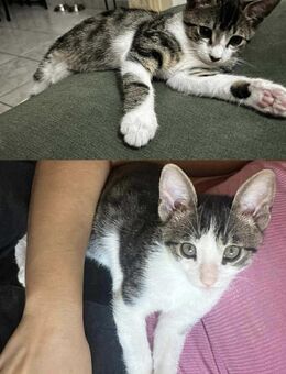 Flo & Flex aus dem Tierschutz - Grevenbroich