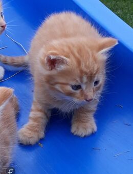1 roter Kater und 1 getiegertes Kätzchen - Kirchberg (Sachsen)