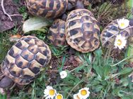 Griechische Landschildkröten TH NZ 2023 und 2024 - Deuerling