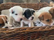 Jack Russell Terrier - Barmstedt Zentrum