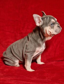 Französische Bulldoggenwelpen in liebevolle Hände abzugeben - Espelkamp