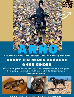 Arno sucht neues Zuhause ohne Kinder - Leipzig