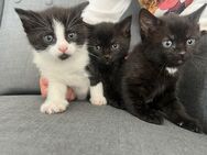 Hauskatze Katzenbaby - Bad Kreuznach