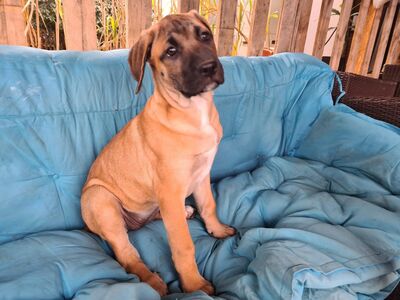 Süße Cane Corso Mischlingswelpen suchen ein zu Hause