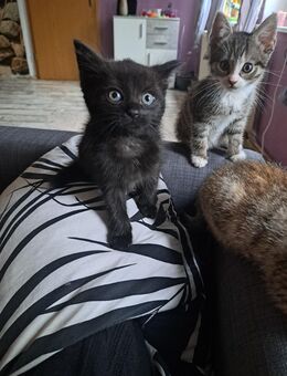 Katzenbabys Geboren am 9.8.2025 - Altmärkische Höhe