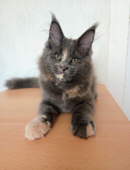 Elegante Maine Coon Dame in exklusiver Farbe sucht ihr Königreich - Kroppenstedt