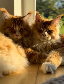 Verschmuste Maine-Coon-Kater - Köln