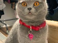 Katze - Hannover Buchholz-Kleefeld