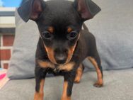 Zwergpinscher Welpen - Harsewinkel (Mähdrescherstadt)