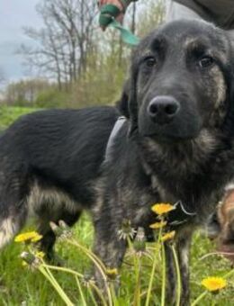 Mischling♥Monty♥ dein Freund fürs Leben - Hamburg