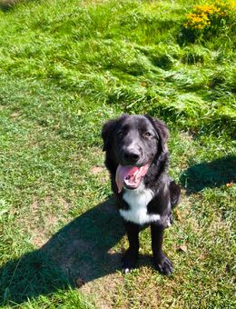 Hundeherz sucht Lieblingsmensch - Lützow