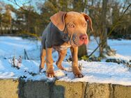American Bully xxl - Schwanewede