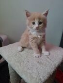 Maine Coon Jungs in 09526
