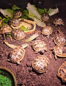 Griechische Landschildkröten NZ 2025 in 39167