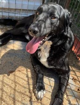 ❣️Traumhund Finn❣️ - Eislingen (Fils)