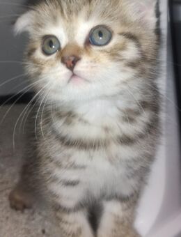 BKH Kitten - Lahr (Schwarzwald)