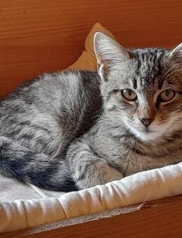 Anhänglicher Anubis sucht Zuhause - Bergkirchen