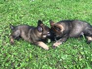 Wunderschöne Schäferhundwelpen - Castrop-Rauxel