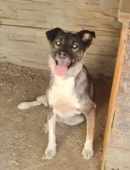 Husky-Mix Ice sucht aktive Familie - Leonberg (Baden-Württemberg)