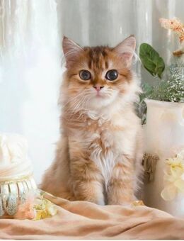 BKH BLH Kitten choko lilac golden Stammbaum mit exelenten Linien geimpft gechipt - Bad Oldesloe