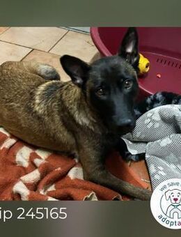 Chip 245165: Sucht ein Zuhause - Kirchzell