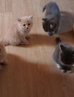 BLH Edelmix Kitten - Lichtenau (Sachsen)