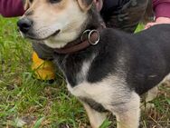 Jack Russel Mix Rüde, 1 Jahr - Kappeln (Schleswig-Holstein)