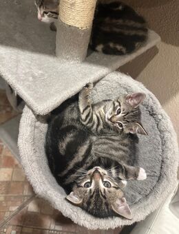 Hundeerfahrene Mix Kitten - Kehrig